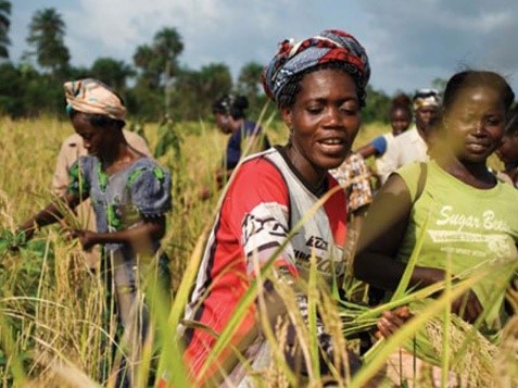 Anchor Borrowers’ Programme: Farmers commence loan repayments