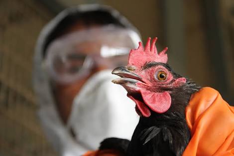 FG alerts public to bird flu outbreak in 7 states, Abuja