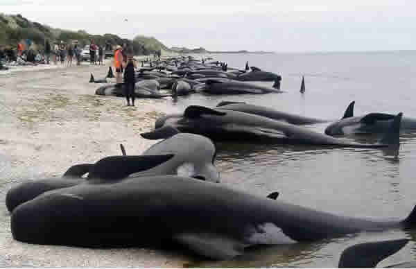 Japan shuns outcry, kills 177 whales