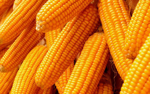 USAID, Nestlè, Vega collaborate for safe, high quality maize supply
