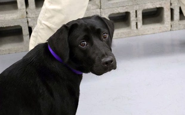 CIA sacks bomb-sniffing dog