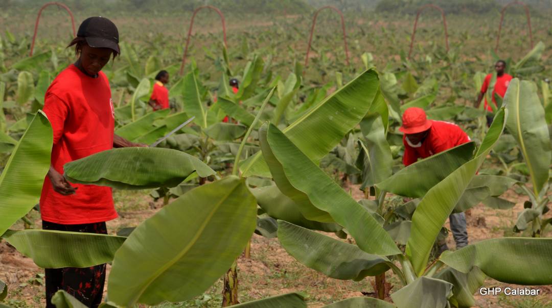 Cross River to commence banana export soon – Gov. Ayade