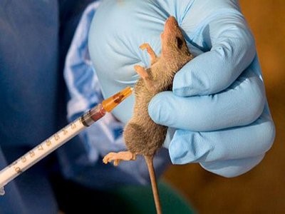 Another Lassa fever outbreak – The Nation