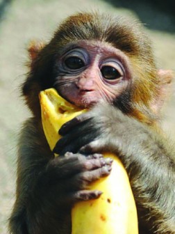 Monkey swallows N70m in senator’s farm