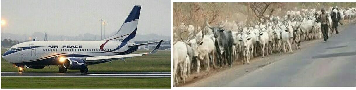 Air Peace pilot aborts landing over cows on Akure airport runway …FAAN apologises