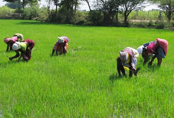 CBN extends loans to 33,000 farmers