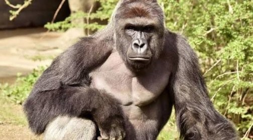 Kano Zoo absolves gorilla from missing N6.8m