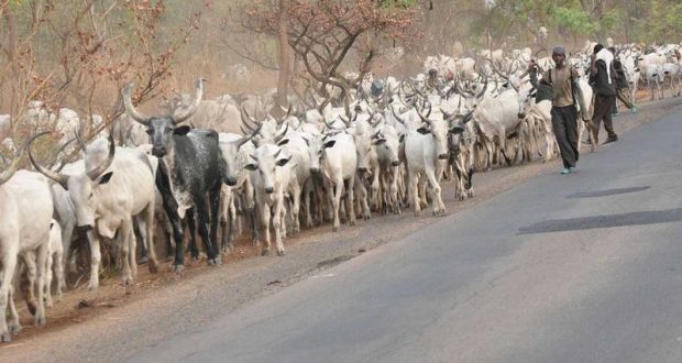 Herdsmen may form own security outfit soon – Bodejo, Miyetti Allah Boss -  TheCitizen - It's all about you