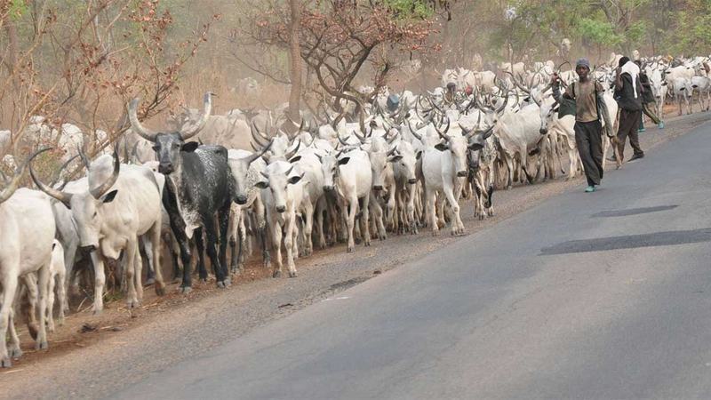 South-East governors ban foot transport of cattle
