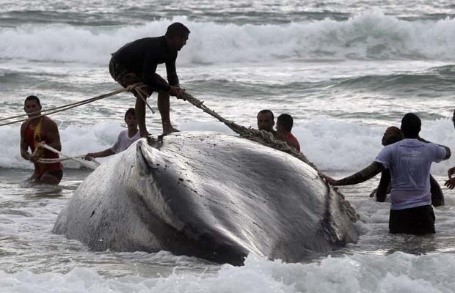 NAFDAC warns against eating beached whales, others