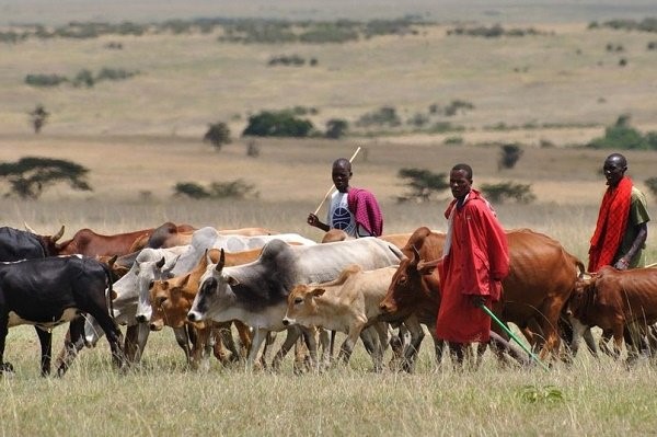 Benue, Cross River, Ekiti join South-East, Ondo, Taraba to reject Ruga settlements