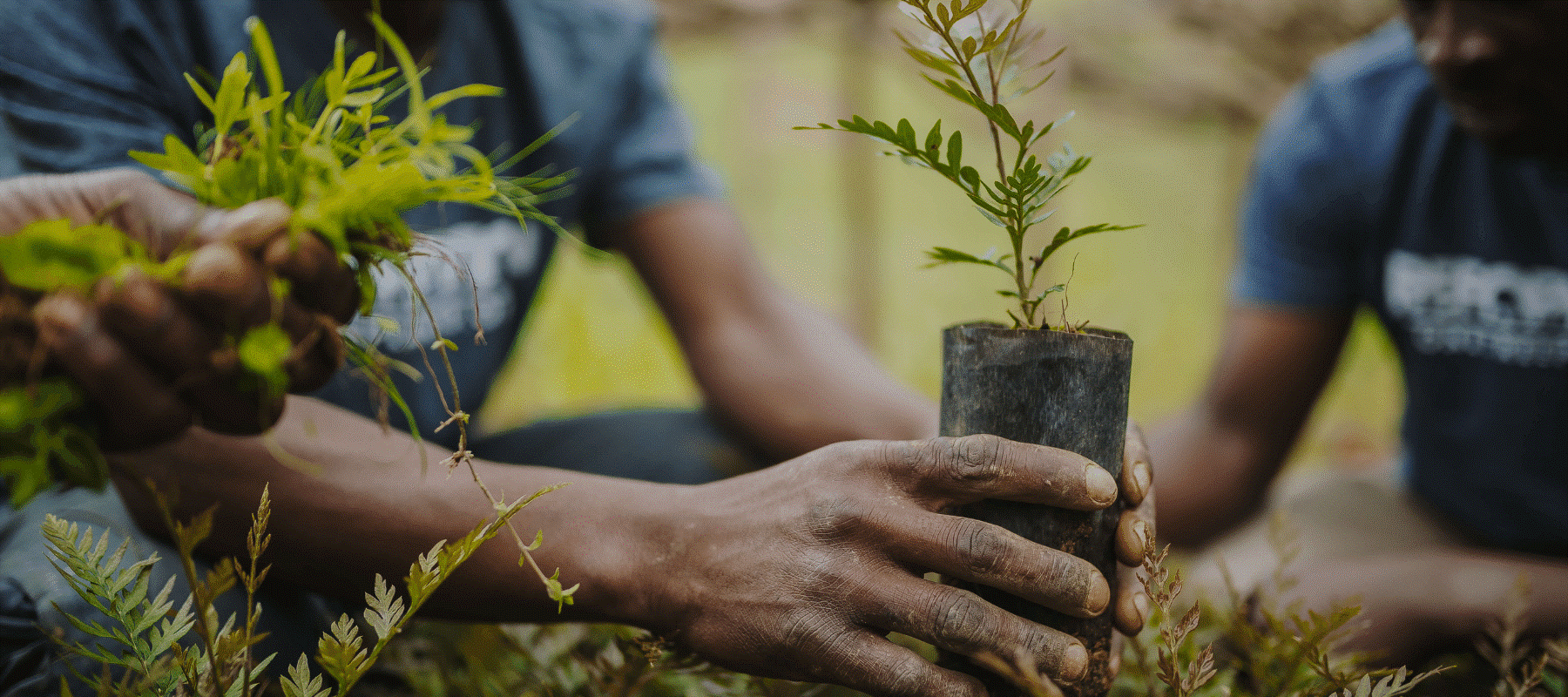 Cross River govt declares public holiday to plant trees