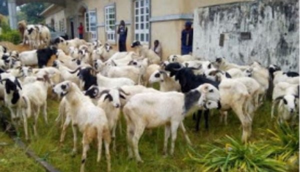 Eid-el-Kabir: Nigeria declares Aug 12, 13 as public holidays