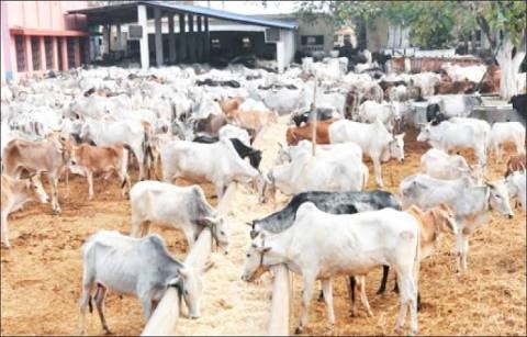Presidency flags off National Livestock Transformation Plan in Adamawa