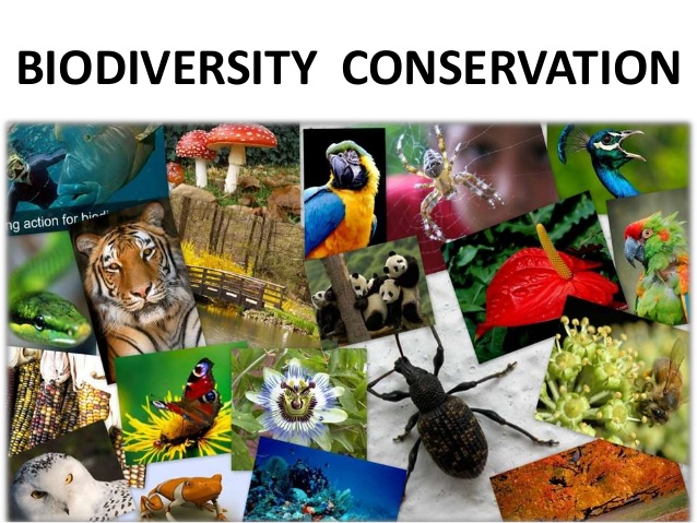 Biodiversity conservation and the rest of us