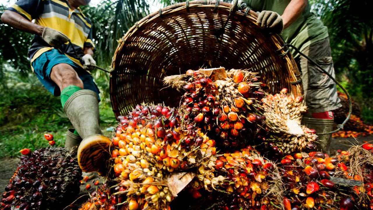Nigeria and palm oil import shame – Guardian