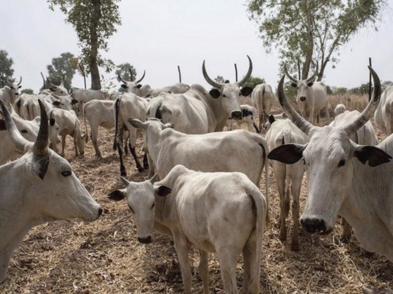 Cattle dealers blame Miyetti Allah for herdsmen attacks on communities