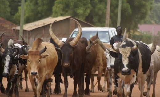 Taraba Emir orders herdsmen to vacate forests in 30 days