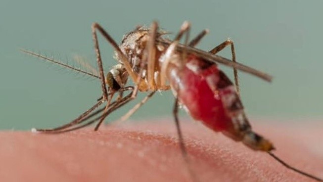 COVID disruptions caused rise in malaria deaths, says WHO