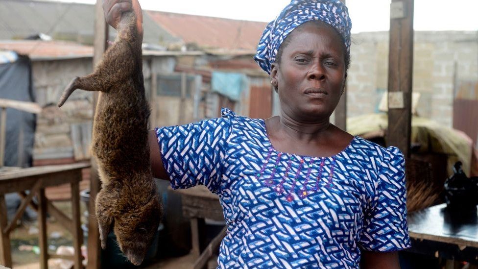 Nigeria bans bush meat sales to stall monkeypox spread
