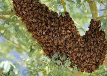Bees kill six passengers after road crash