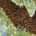 Bees kill six passengers after road crash