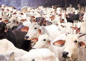 Police recover 77 stolen cows in Plateau