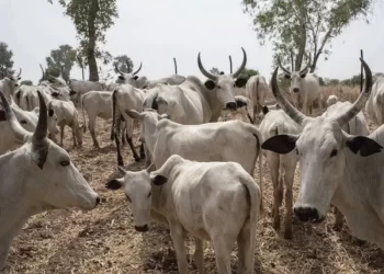 The Lokpanta Cattle Market controversy – Vanguard