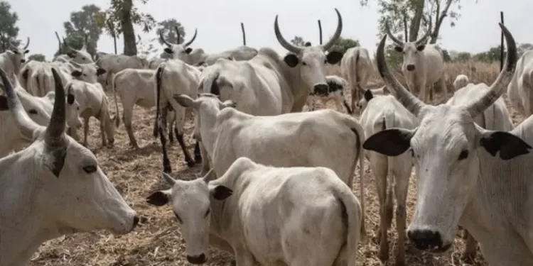 The Lokpanta Cattle Market controversy – Vanguard