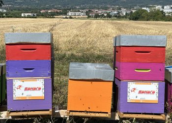 Sahara Energy Geneva adopts beehives to promote sustainability