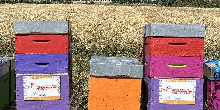 Sahara Energy Geneva adopts beehives to promote sustainability