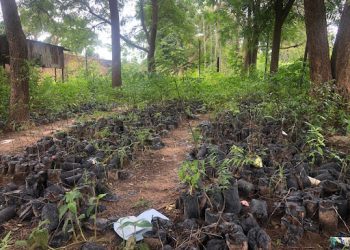 Climate Change: Yobe govt to plant 40m trees in 5 years