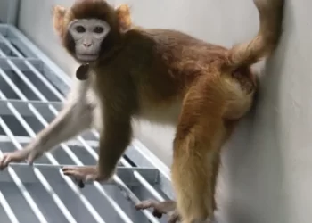 Cloned rhesus monkey created to speed medical research