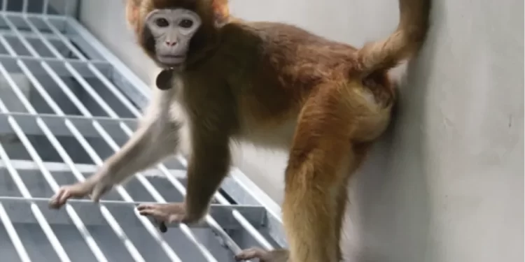Cloned rhesus monkey created to speed medical research
