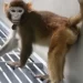 Cloned rhesus monkey created to speed medical research