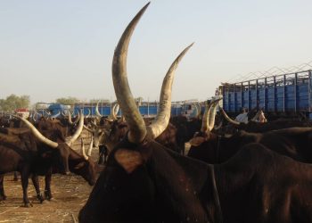 Northern Elders ask FG to set up pastoralist commission