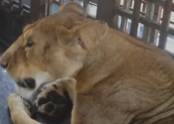 Lion mauls keeper to death in Obasanjo zoo