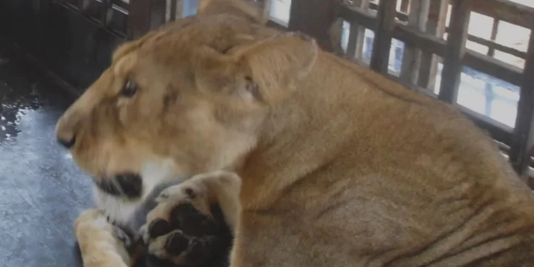 Lion mauls keeper to death in Obasanjo zoo