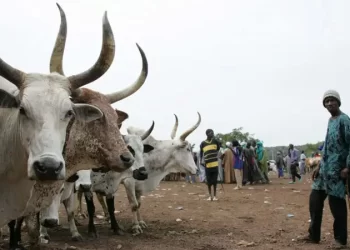 The livestock reform Nigeria needs – Vanguard