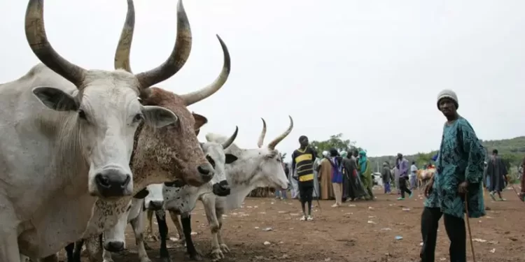 The livestock reform Nigeria needs – Vanguard