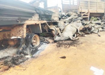 Niger road accident claims 48 lives, 50 cows