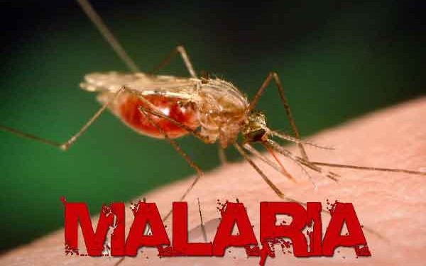 Nigeria and the malaria epidemic – Punch