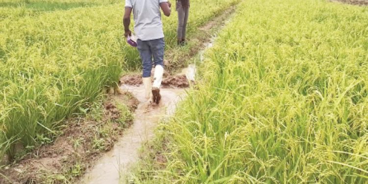 Tiv farmers demand release of 394 corpses of slain kinsmen