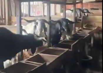Lagos issues 24-hour eviction notice to underbridge livestock rearers