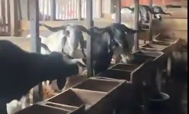 Lagos issues 24-hour eviction notice to underbridge livestock rearers