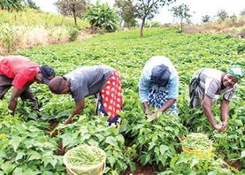 The impact of incessant attacks in farming communities