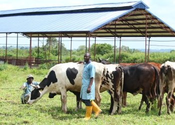 Don’t delay ranching again – Punch