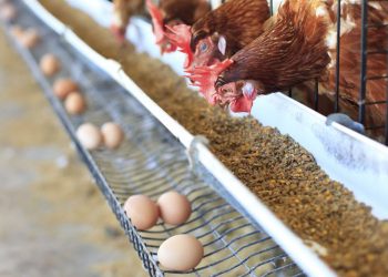 Saudi Arabia bans poultry, eggs from Nigeria, others over health concerns