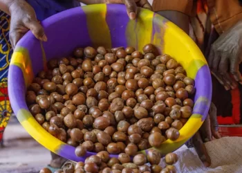 Tinubu extends raw shea nut export ban to 2027