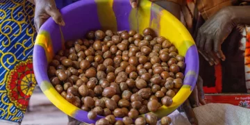 Tinubu extends raw shea nut export ban to 2027